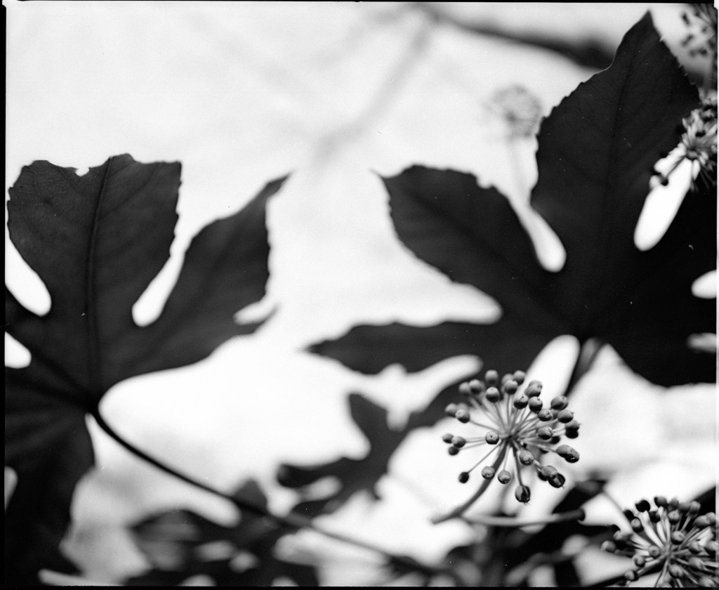 1-150102Mami-Foma1-002