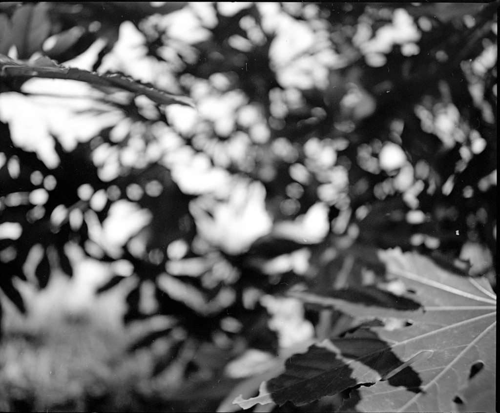 1-150102Mami-Foma1-004