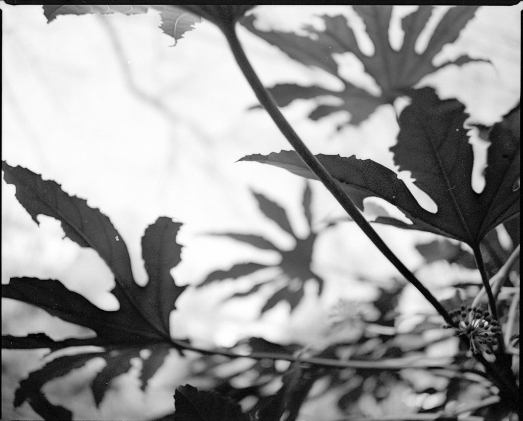 1-150102Mami-Foma1-005