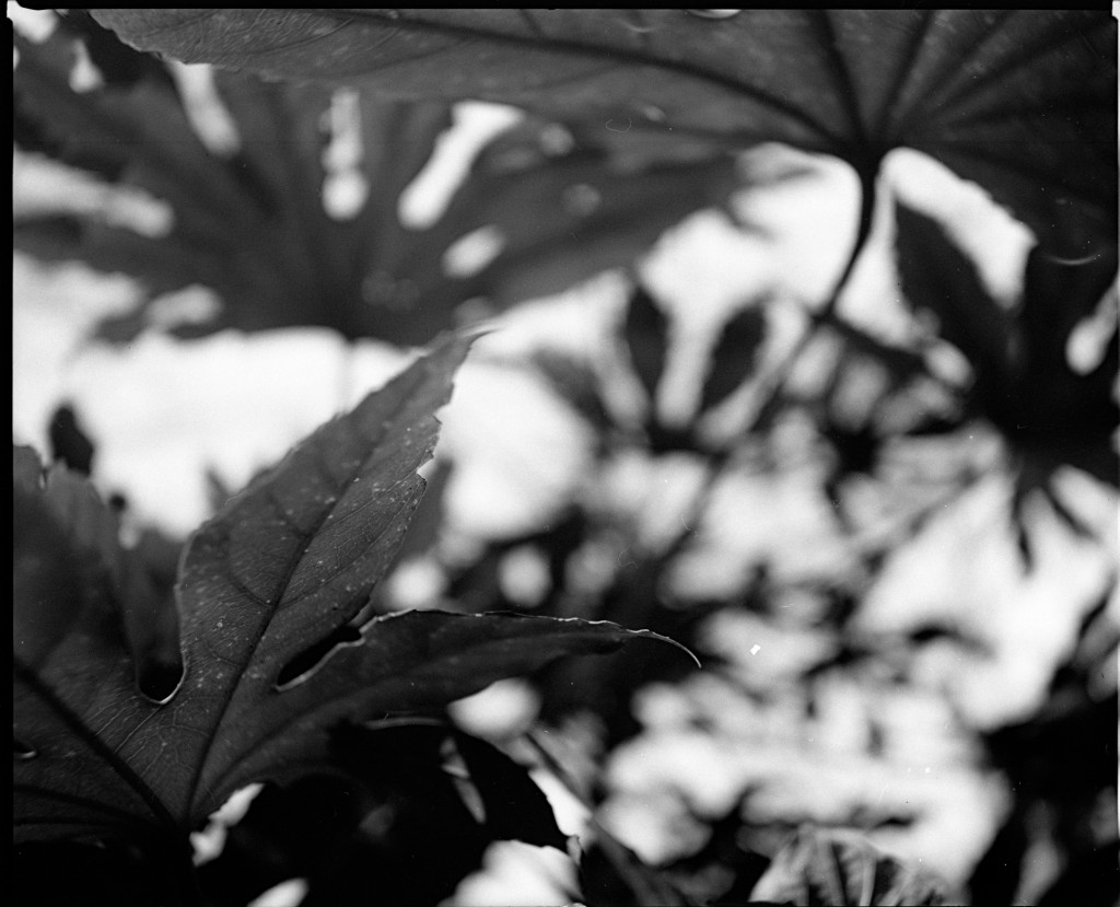 1-150102Mami-Foma1-008