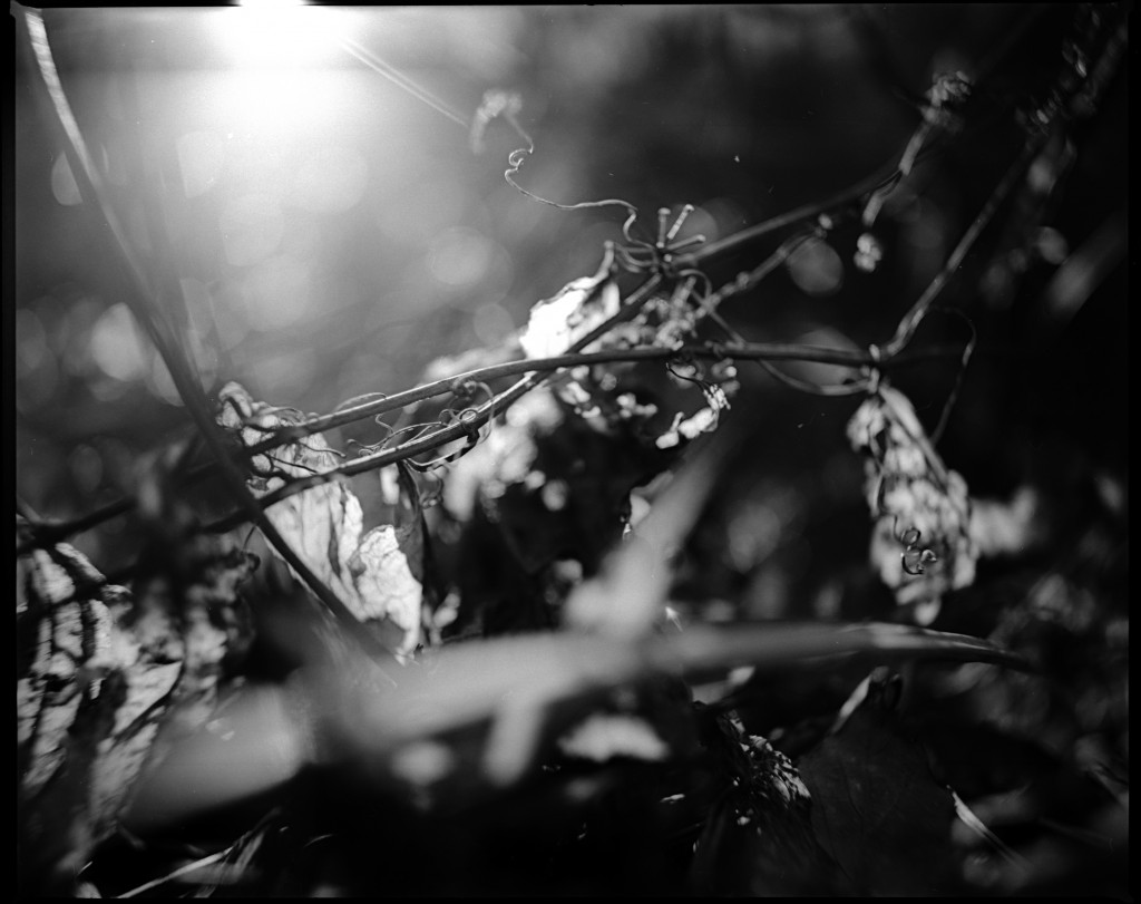 1-150102Mami-acros1-007