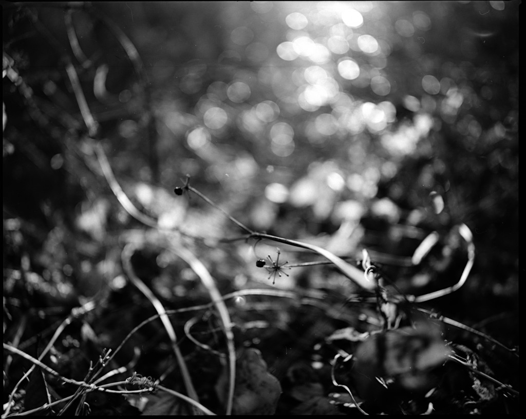 1-150102Mami-acros1-008