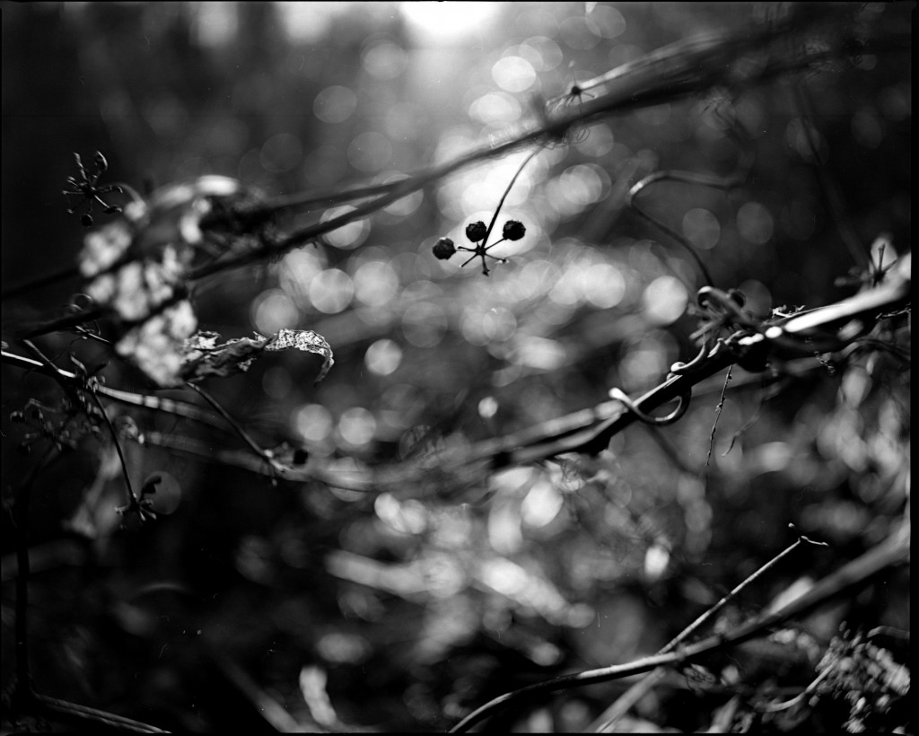 1-150102Mami-acros1-009