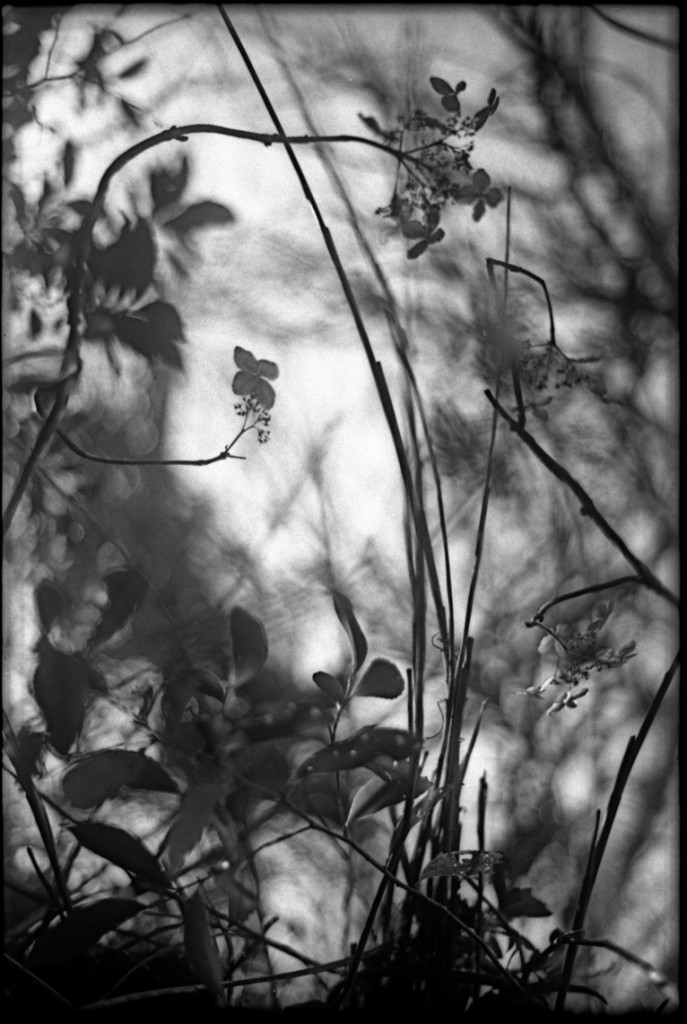 1-150104-Minolta-retro80-029