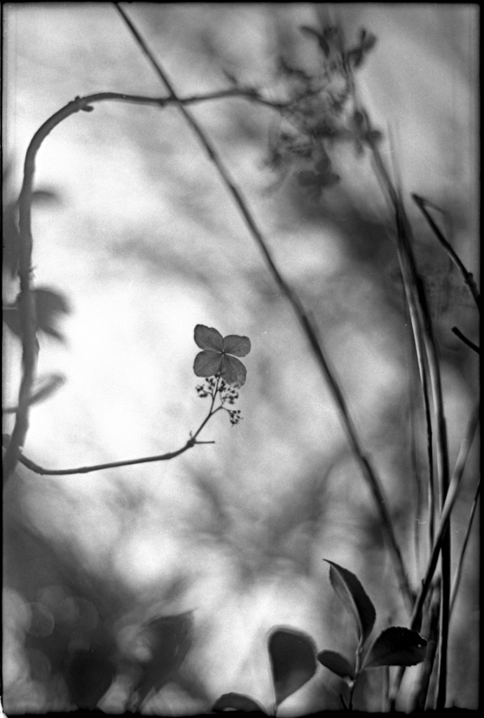 1-150104-Minolta-retro80-033