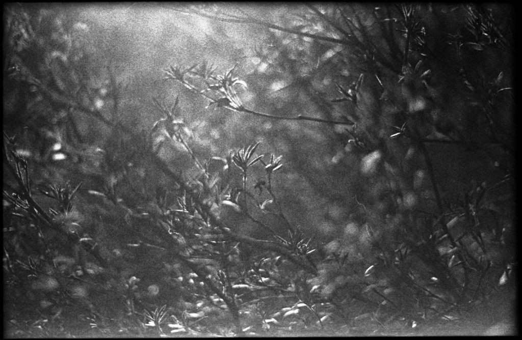 1-150111-Minolta-FP4+-002