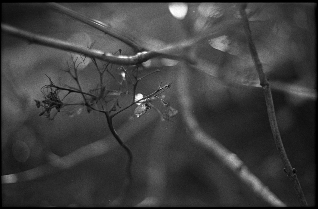 1-150111-Minolta-FP4+-011