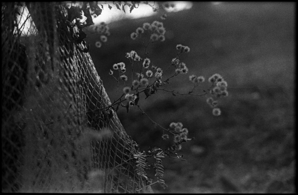 1-150111-Minolta-FP4+-036