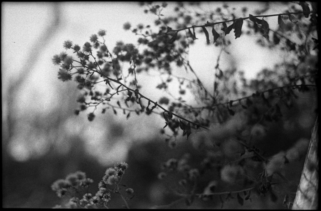 1-150111-Minolta-FP4+-037