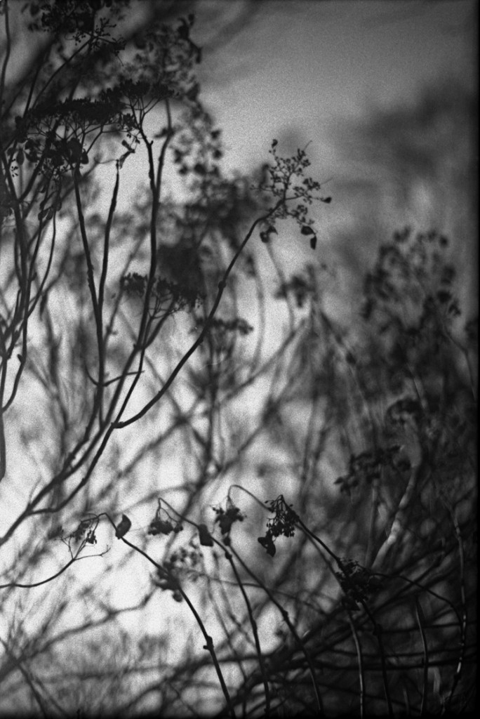 1-150111-Minolta-TMX1-016