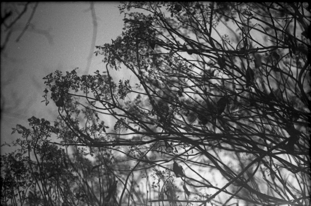 1-150111-Minolta-TMX1-018