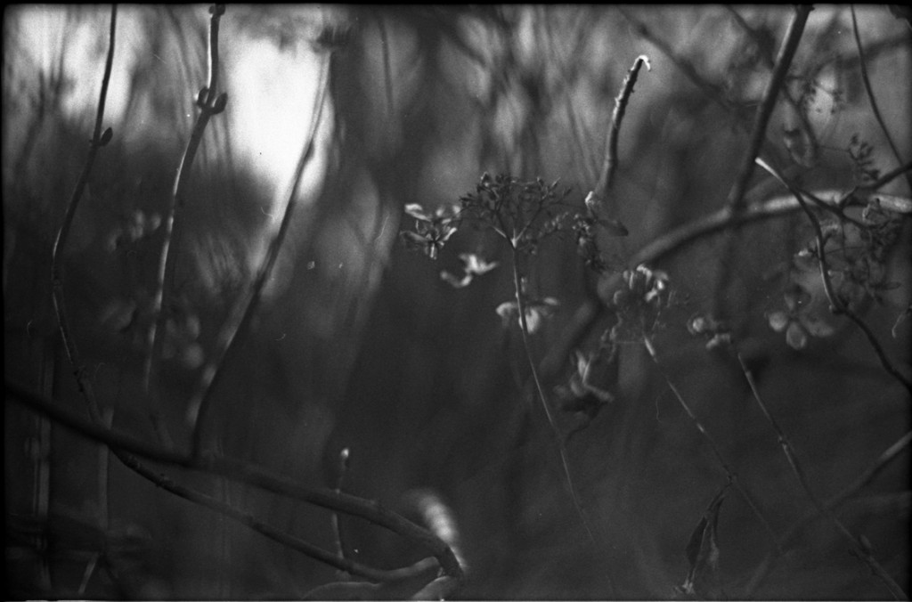 1-150111-Minolta-TMX1-019