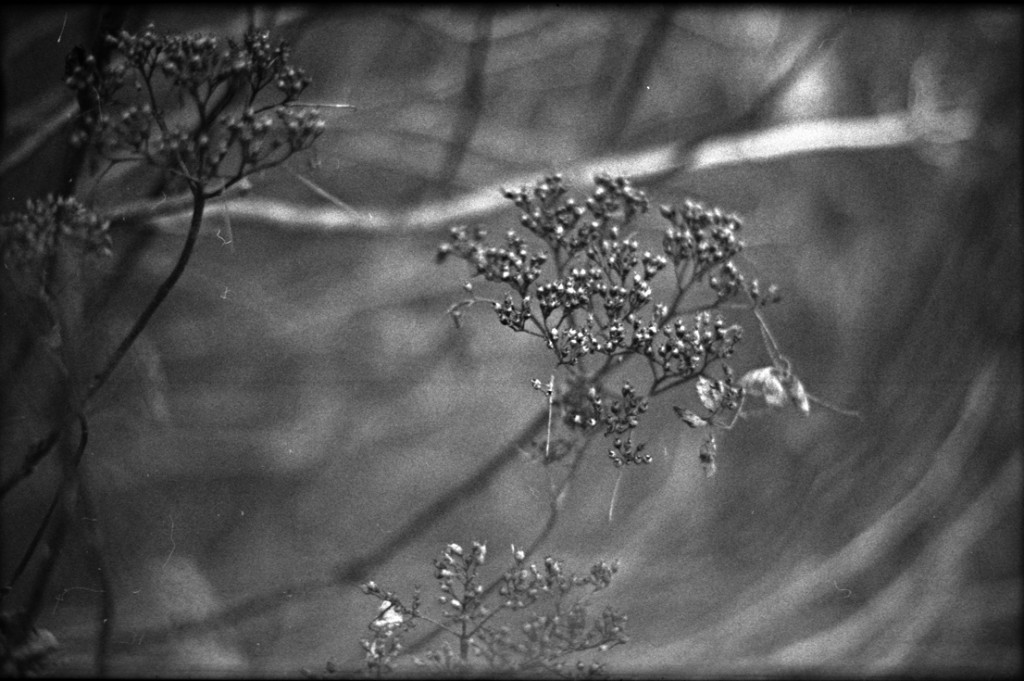 1-150111-Minolta-TMX1-025