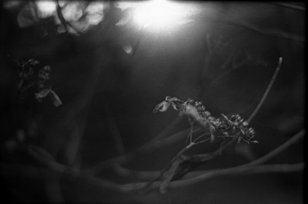 1-150111-Minolta-TMX1-029