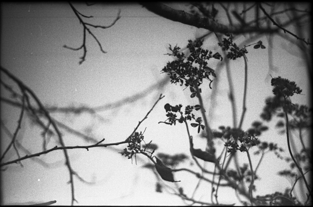 1-150111-Minolta-TMX1-037