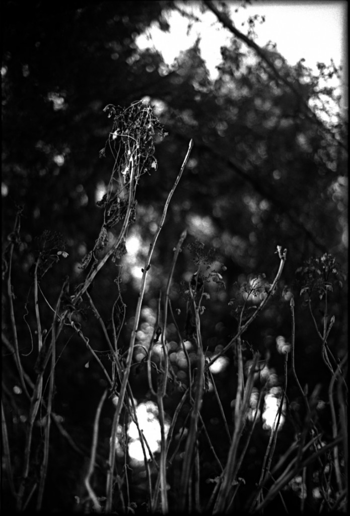 1-150118-Minolta-retro80-044