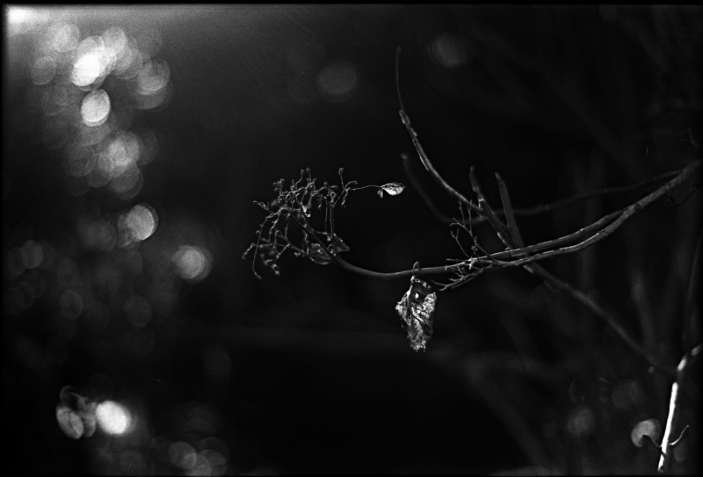 1-150118-Minolta-retro80-046