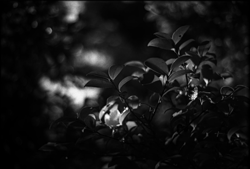 1-150118-Minolta-retro80-048