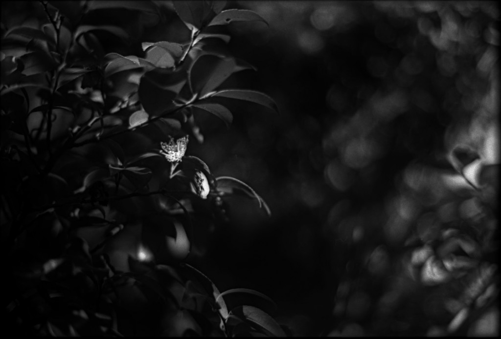 1-150118-Minolta-retro80-049