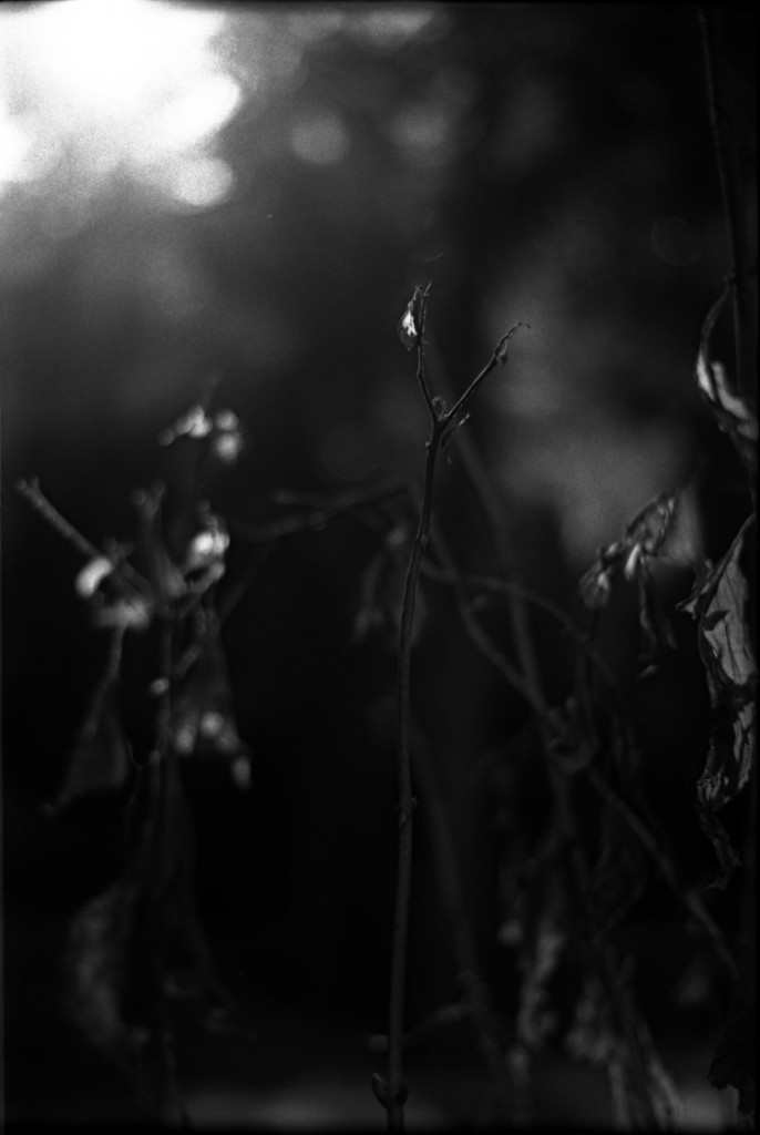 1-150118-Minolta-retro80-051