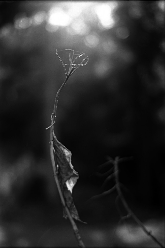 1-150118-Minolta-retro80-053