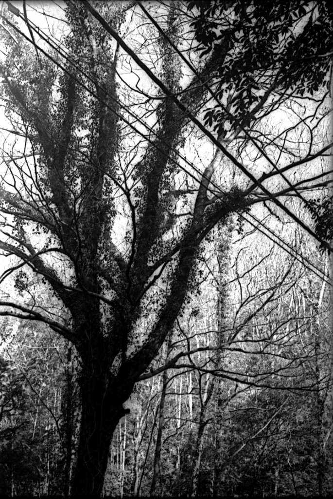 1-150118-Minolta-retro80-054