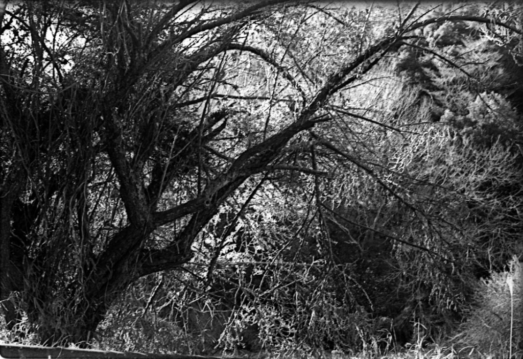 1-150118-Minolta-retro80-056