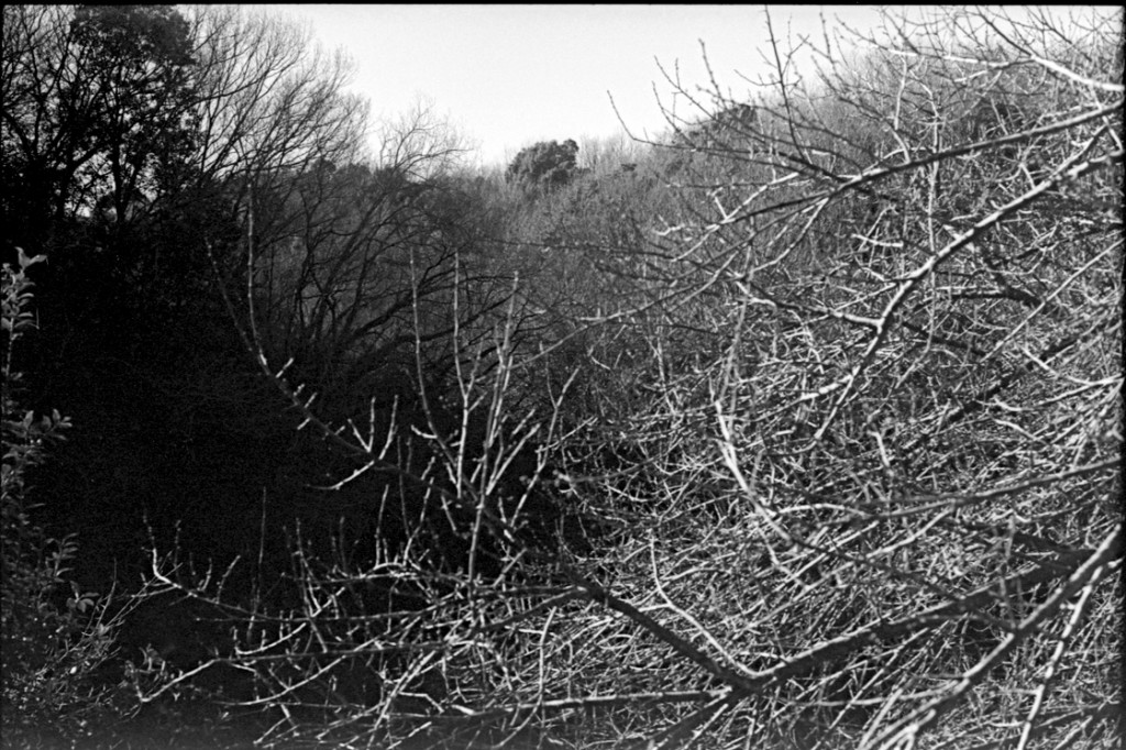 1-150118-Minolta-retro80-064