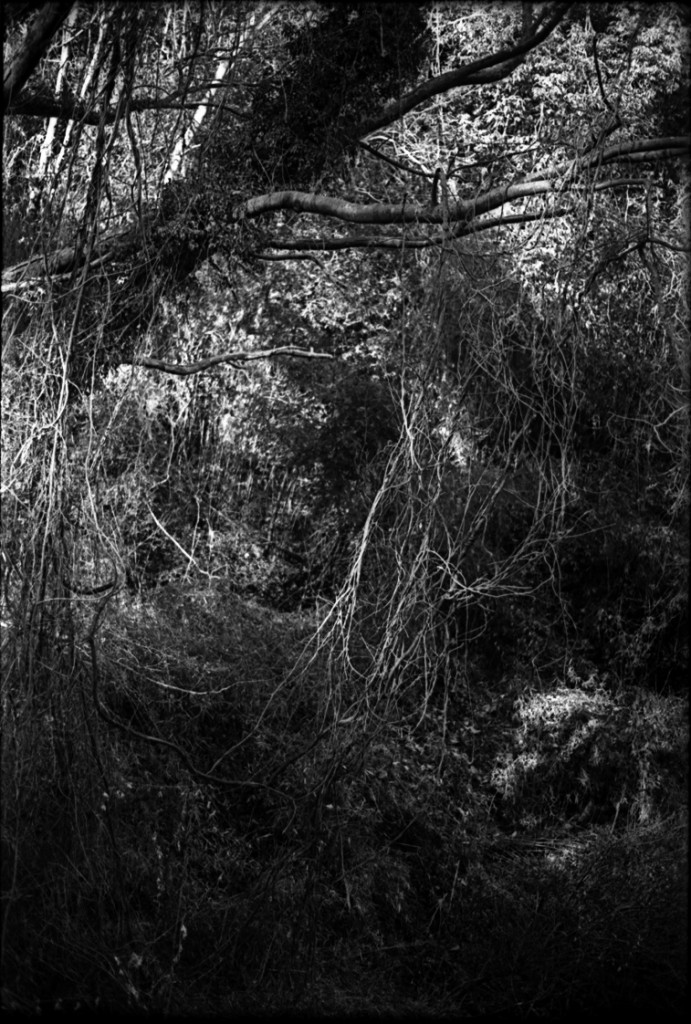 1-150118-Minolta-retro80-067