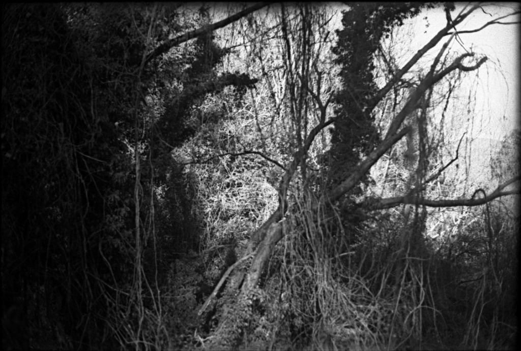 1-150118-Minolta-retro80-068