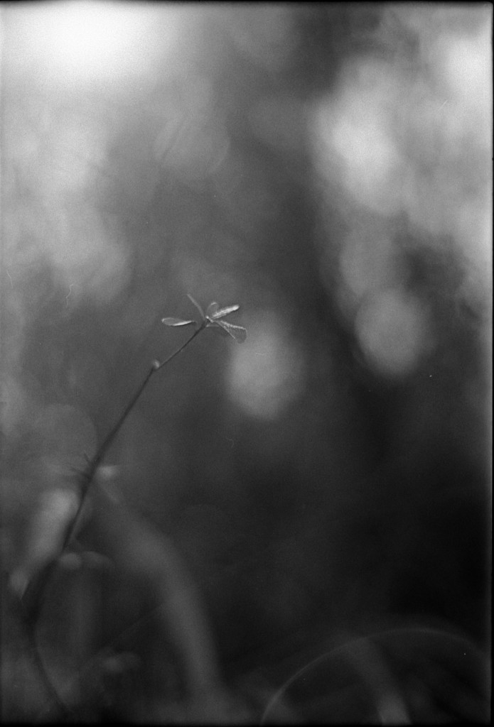 1-150315-Minolta-retro80-022